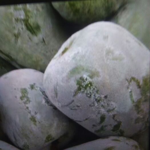 莘县 白皮冬瓜，量大，质量好