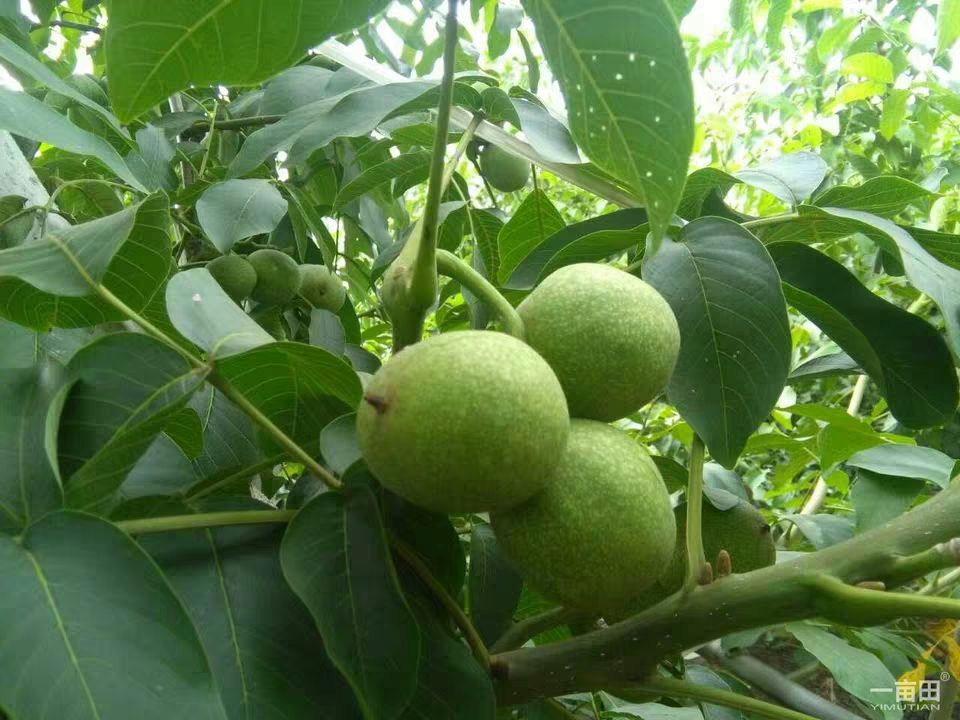  青皮核桃现货新鲜生核桃 去青皮带绿皮湿核桃青核桃嫩5斤