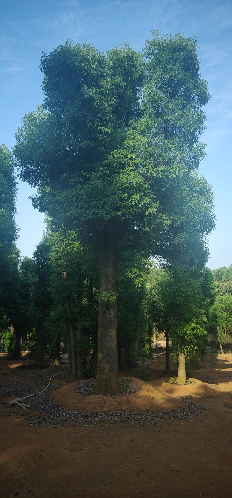 20--100公分移栽香樟大量出售，自己苗圃，一手货源。