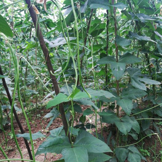 全州县 青豆角品质好