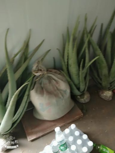 周口 天然库拉索芦荟