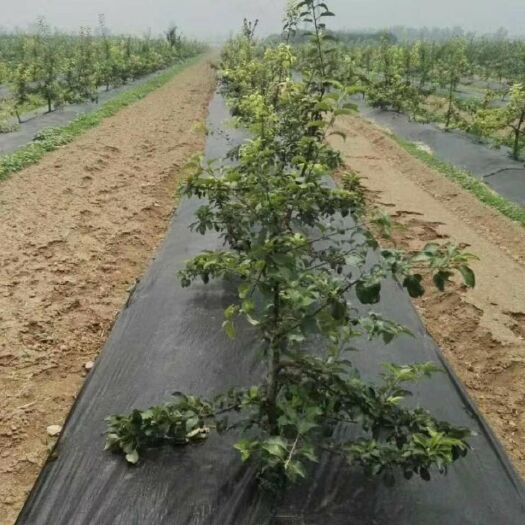 德州 防草布  除草布