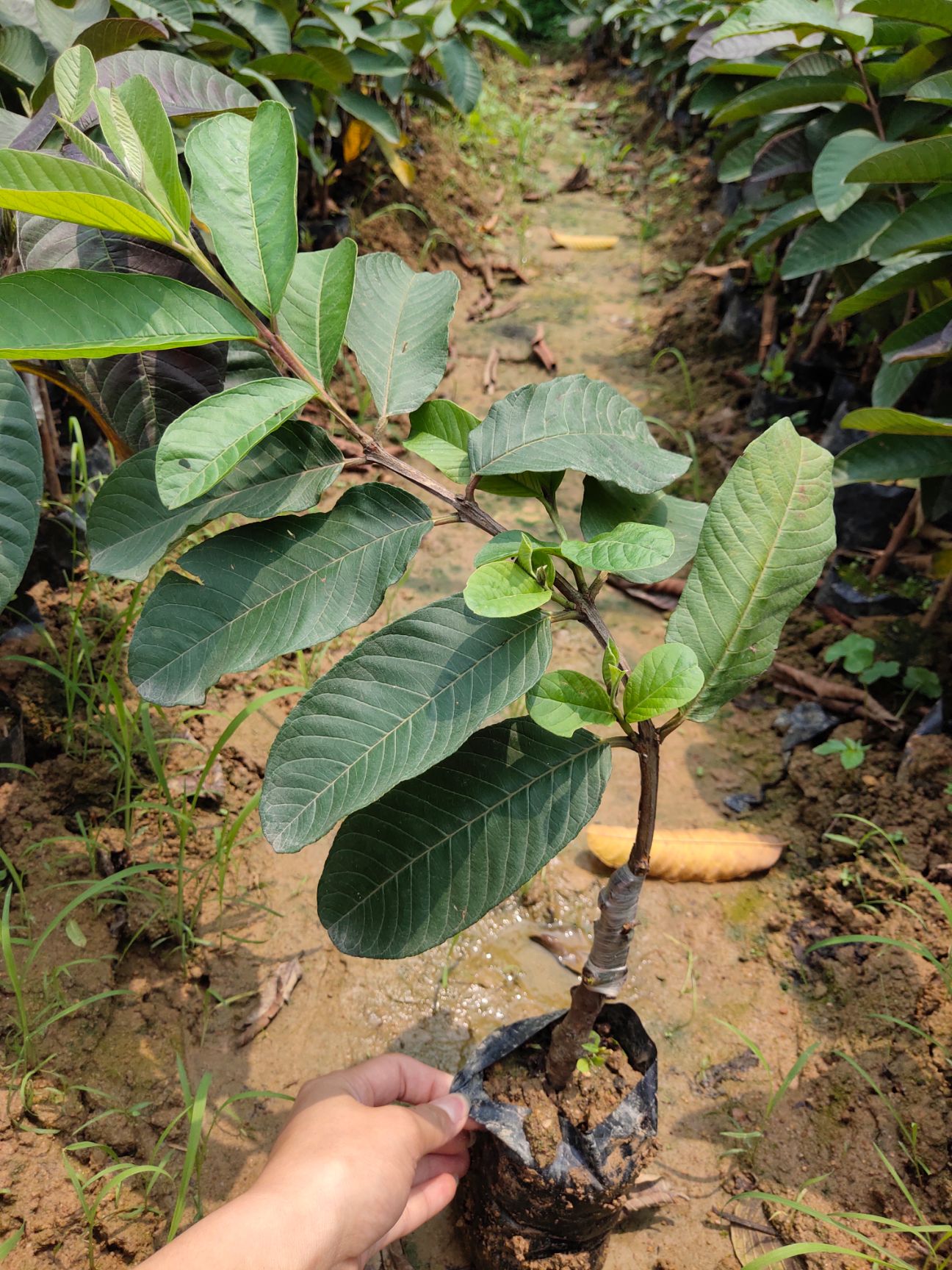  番石榴苗四季结果红心巴乐苗  红宝石番石榴苗当年结果