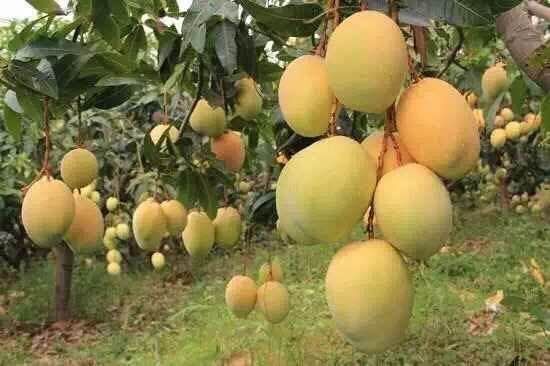 灵山县 金煌芒果苗