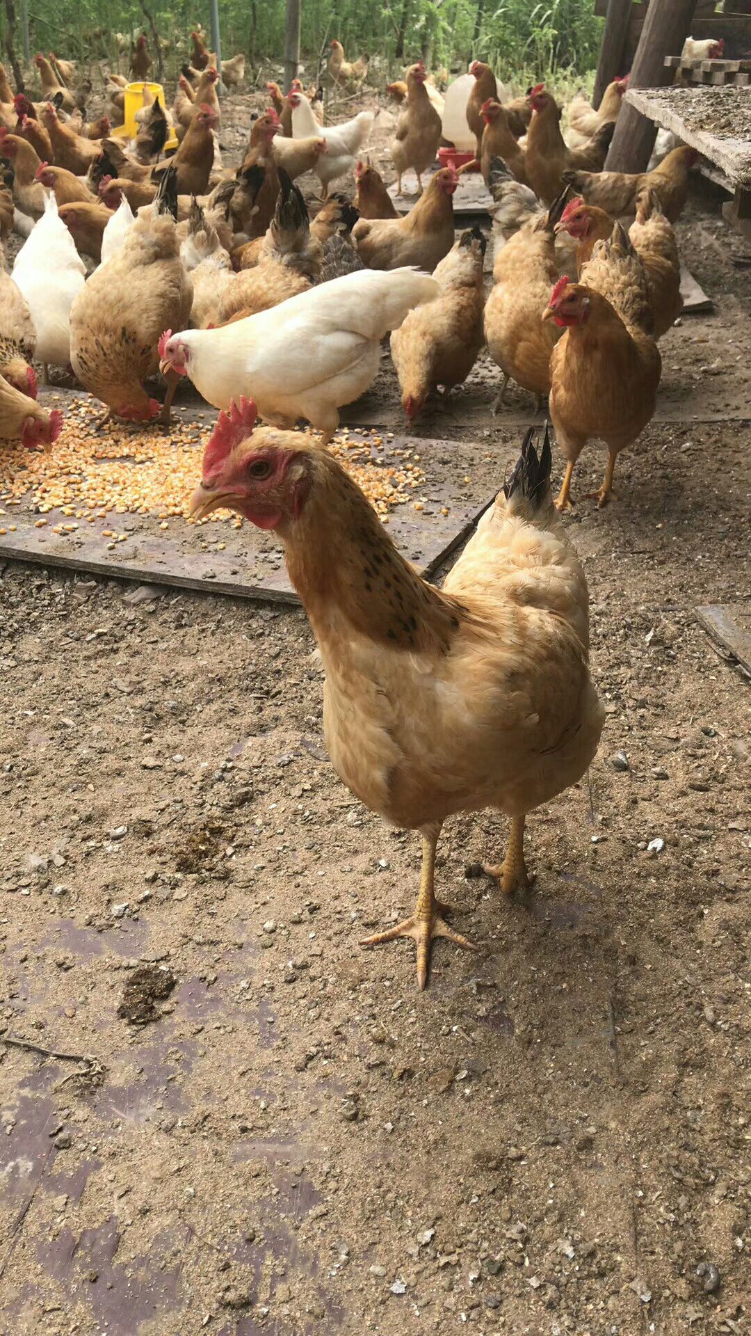  散养三黄鸡