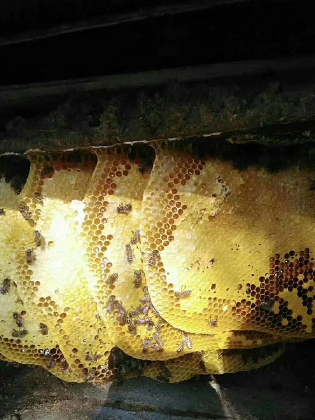 土蜂蜜 塑料瓶装 2年 98%