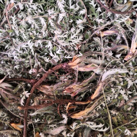南召县翻白草凉血止血、清热利湿、消肿
