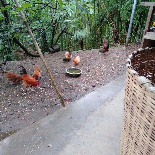 平乐县 买卖散养土鸡，土鸡蛋，要求必须是正宗土鸡土鸡蛋。看鸡定价。