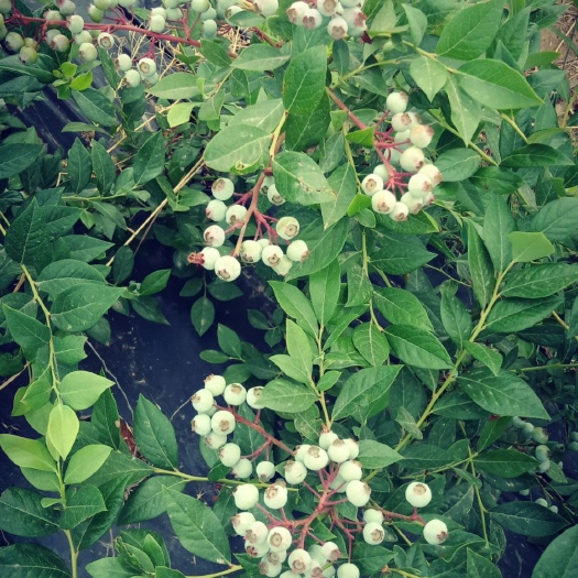 青州市莱克西蓝莓苗 蓝莓
