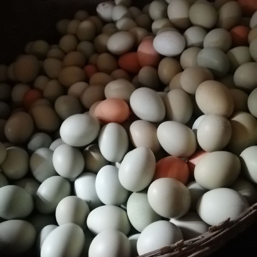 绵阳绿壳鸡蛋 五黑鸡产的绿壳蛋及少量粉壳蛋