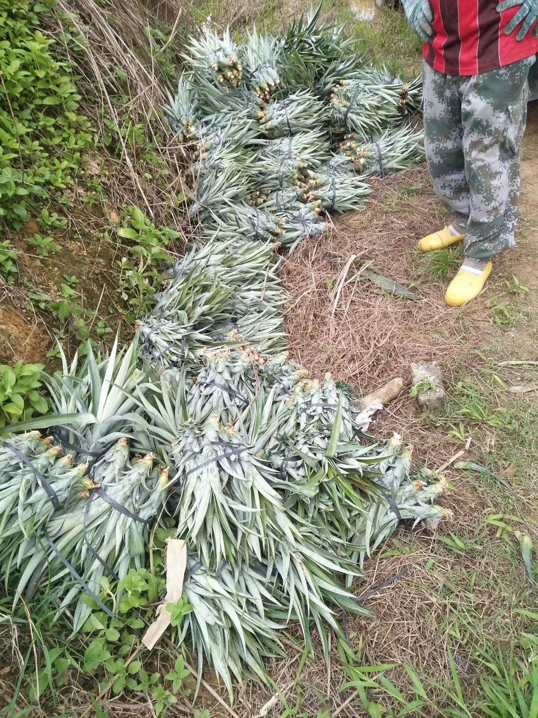 菠萝苗  凤梨苗，果子又大又甜