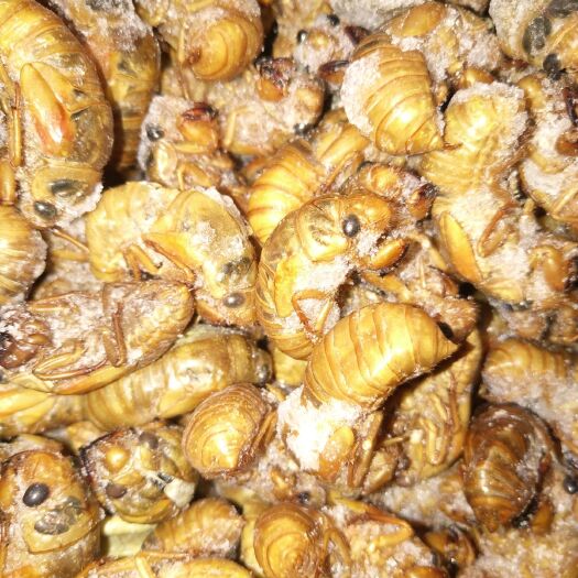 马山县 金蝉