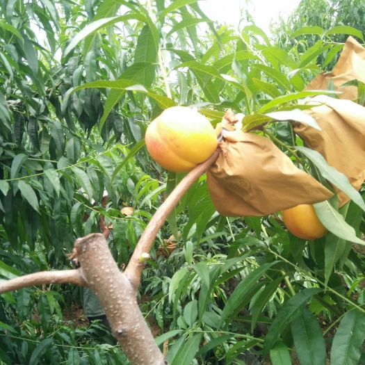 中油19号 中油19桃苗坐果壮，套不套袋装的区别