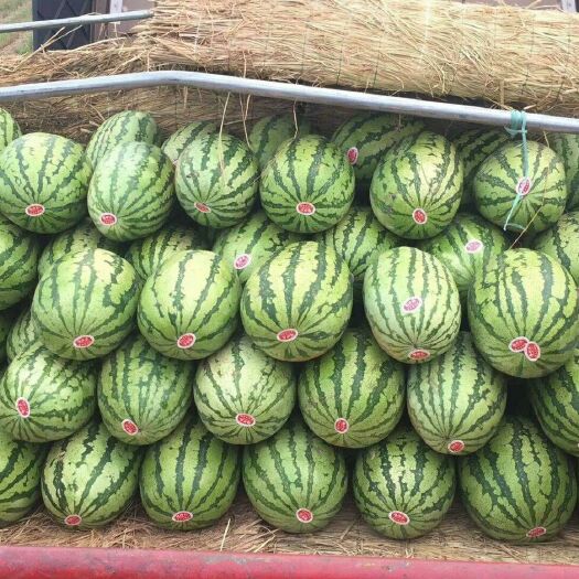 蒲城县金城5号西瓜 10斤打底 8成熟 1茬 无籽