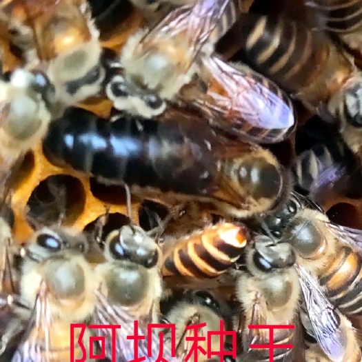 廉江市 中蜂王阿坝中蜂王仓王贵州王优质杂交王中蜂种王