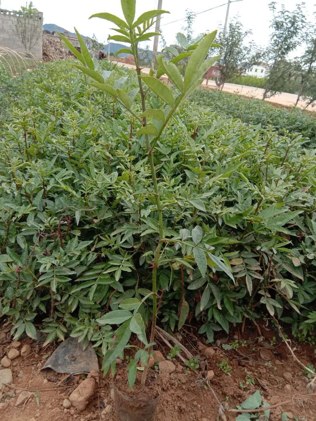 九葉青花椒苗  永青一號花椒杯苗，九葉青，貢椒袋苗都大量有貨供應(yīng)！