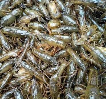 鄱阳县 大量提供优质品种虾苗和种虾