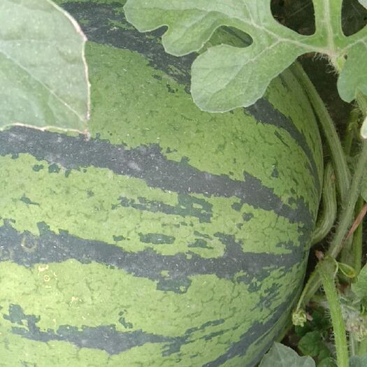 隆尧县 隆尧西瓜