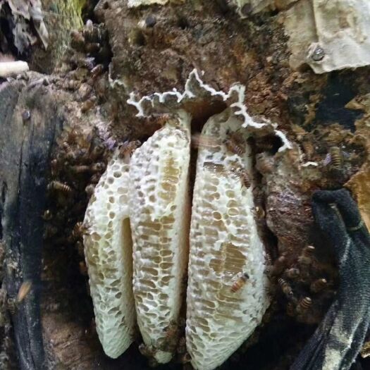 百色 野生蜂蜜