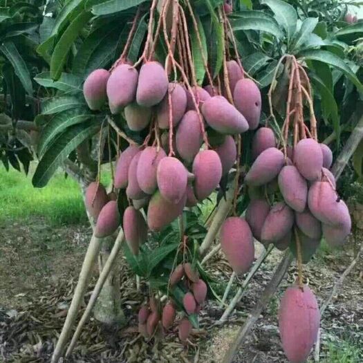 灵山县 贵妃芒果苗