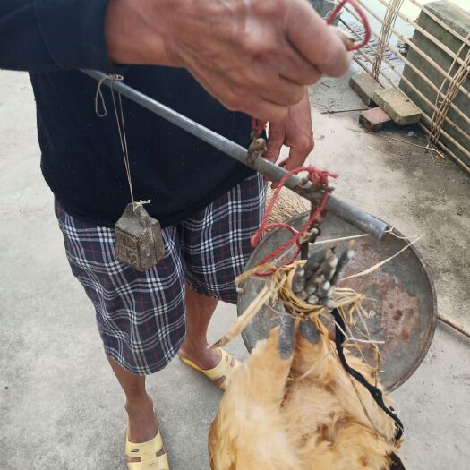 重庆市 正宗土鸡，粮食喂养，