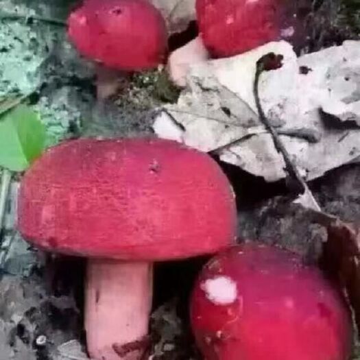 长汀县 红菇，天然的野生红菇。