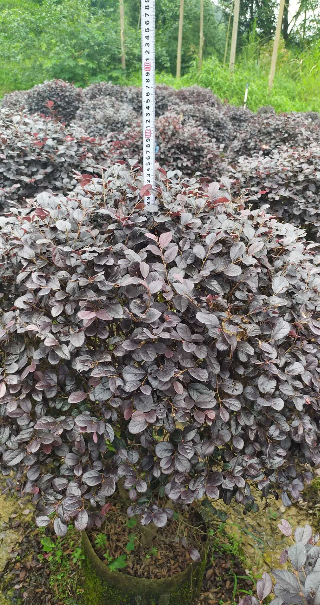 黑珍珠红继木 大量批发红继木球，品种齐全，量大包送，苗坏包赔，保湿发货