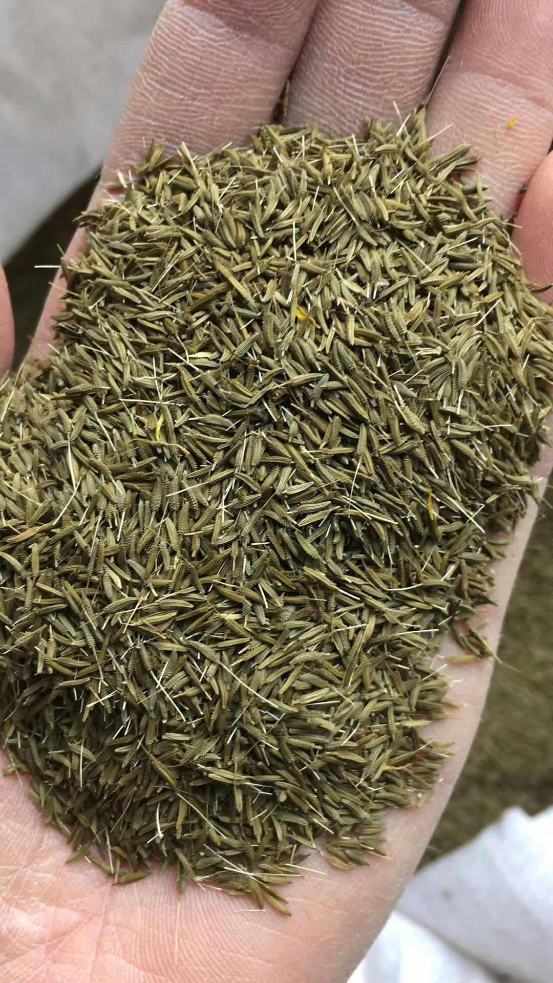 油茶种子 批发药材种子花卉种子