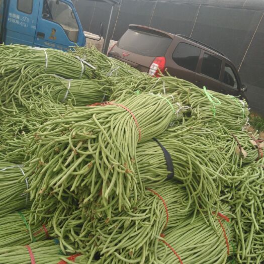 莒县长豇豆  豇豆量很大