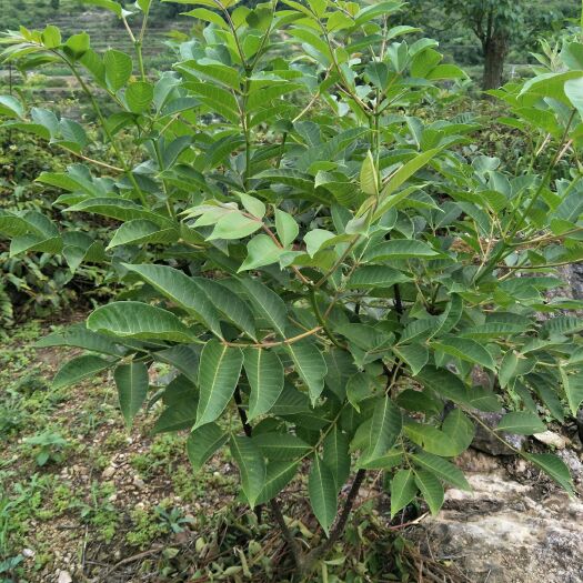 安龙县吴茱萸