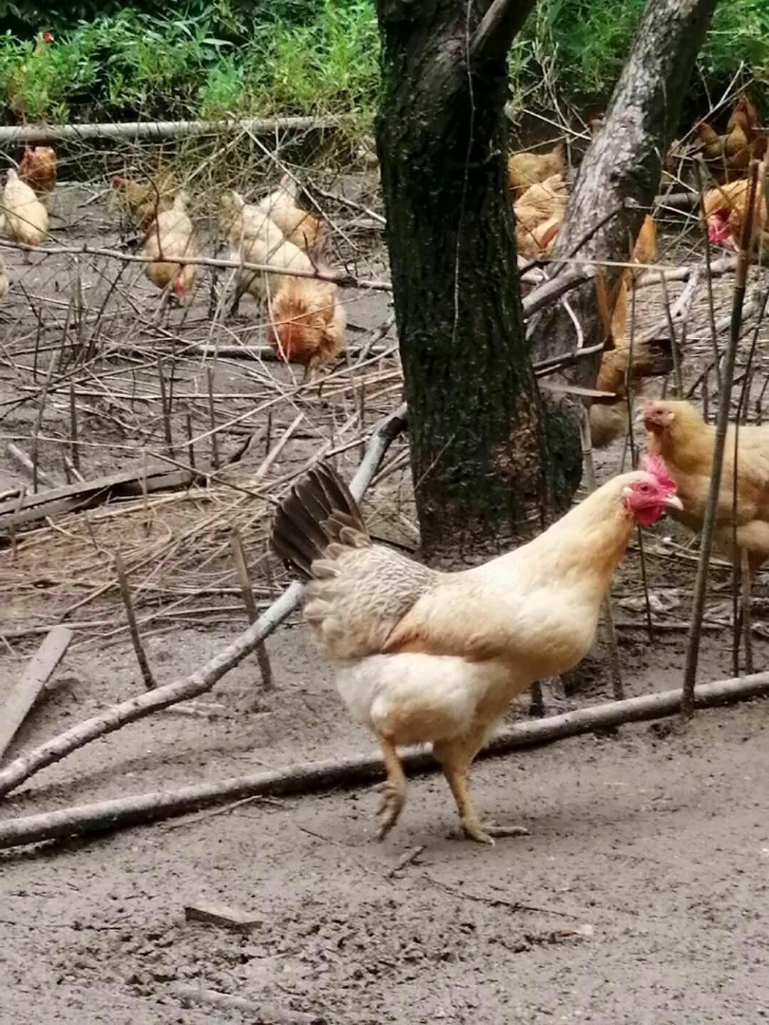  散养三黄鸡
