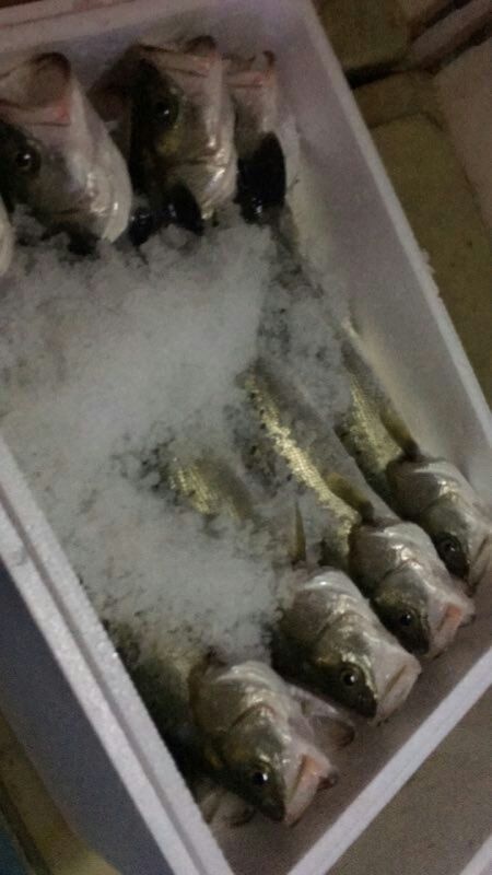 宁德 无限量供应淡水鲈鱼，货好价廉