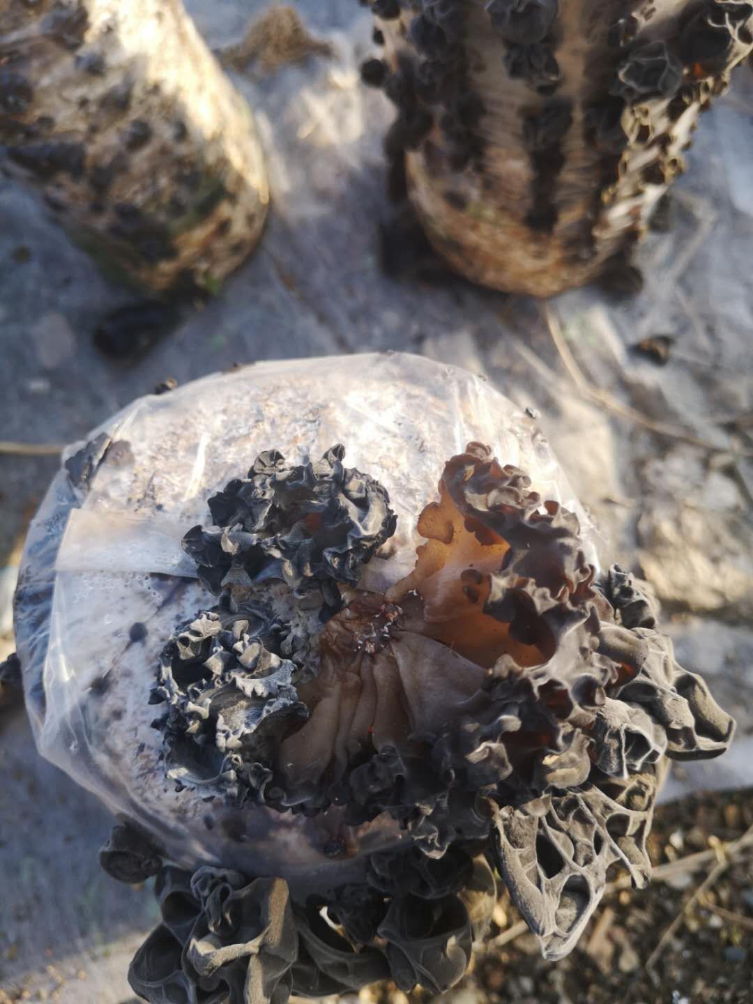  便宜处理一批优质黑木耳，欢迎各批发经销选购！