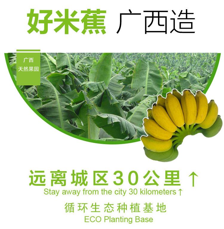  广西小米蕉9斤净重包邮新鲜酸甜香蕉水果非芭蕉皇帝蕉粉蕉批发