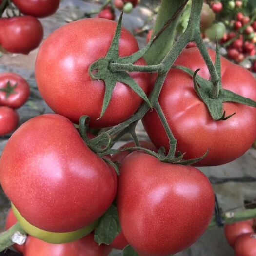 郑州粉果番茄种子  无限生长硬粉西红柿种子 早春拱棚春露