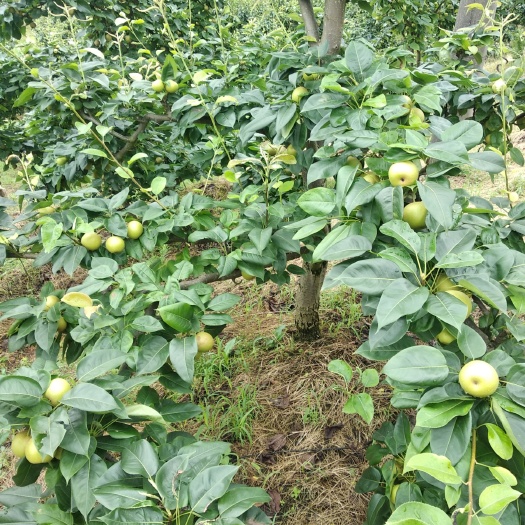 靖州县翠冠梨 70mm以上 300-350g