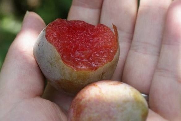 寻乌县赣南名果一桃形李