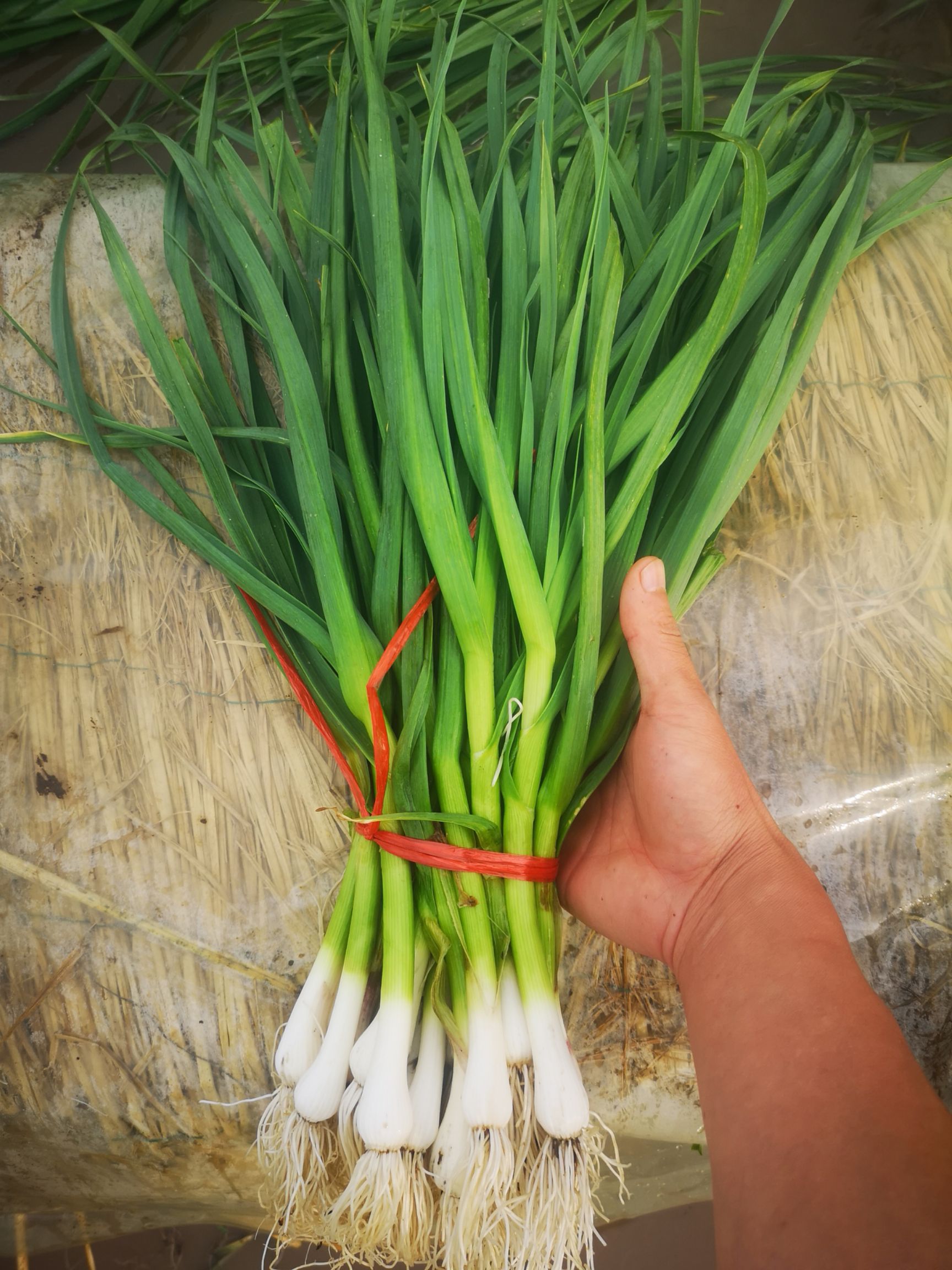 青蒜蒜苗 45 - 50cm