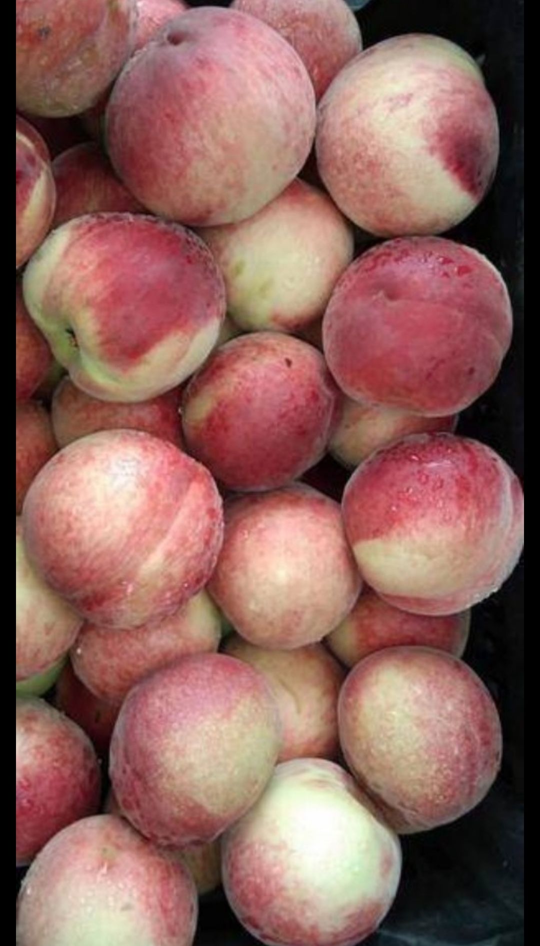 五月鲜桃 鲜桃供应