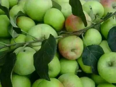 沂水县辽伏苹果  早熟青苹果辽付苹果，藤木苹果，苹果大量上市价格便