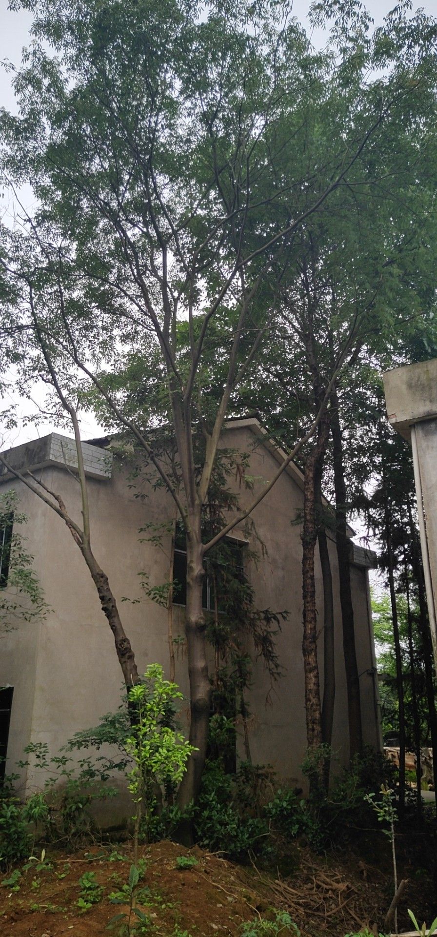 无患子树 25--35公分无患子大量出售