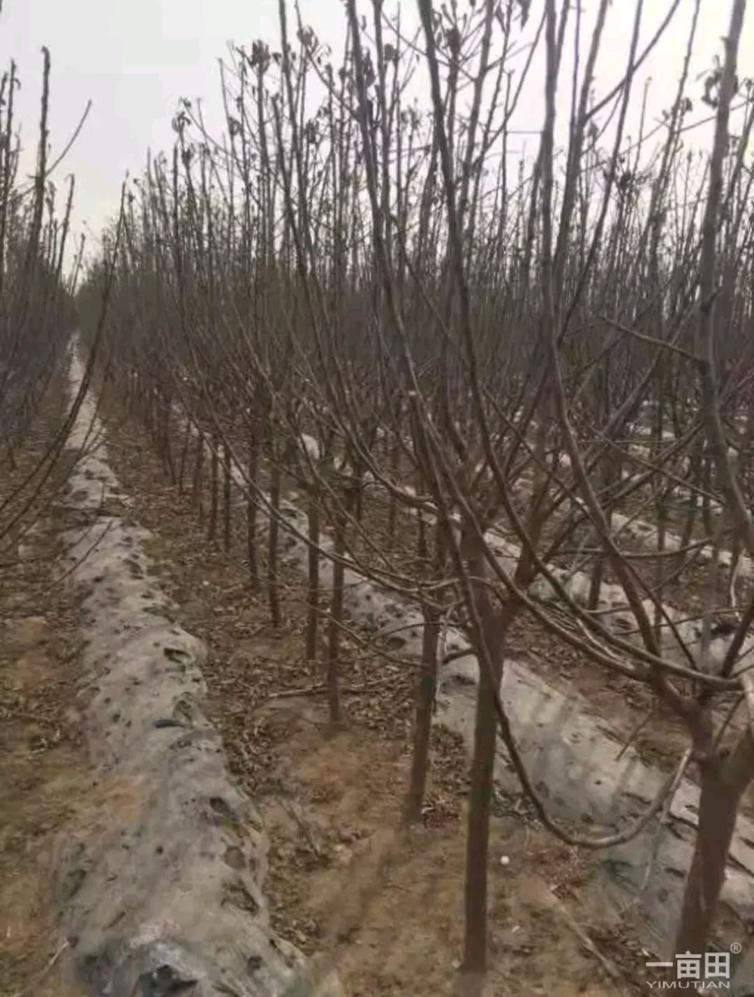 红富士苹果苗 苹果树。