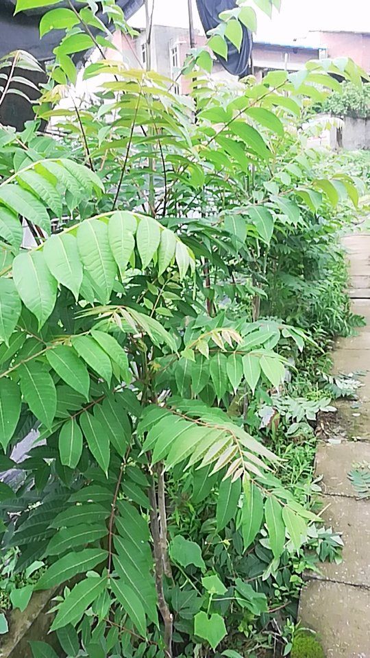 绿油香椿苗 香椿树苗，树苗量大优惠