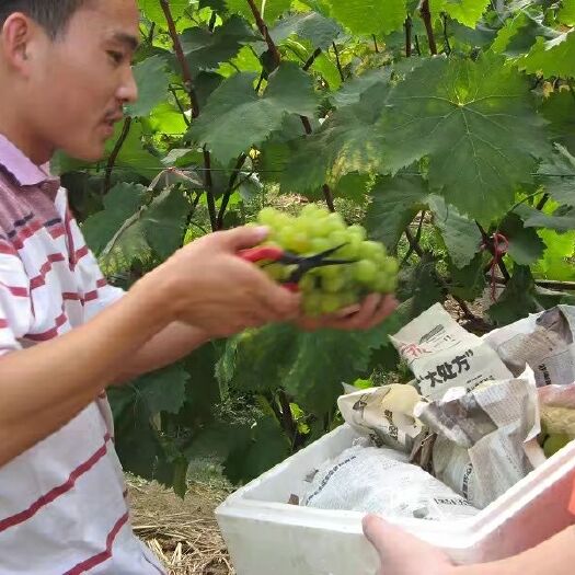 嘉兴藤稔葡萄 各位客商，藤稔成熟了[微笑]，需要的请报需求量和甜度[呲牙]