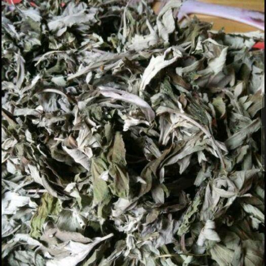 大悟县大别山艾叶