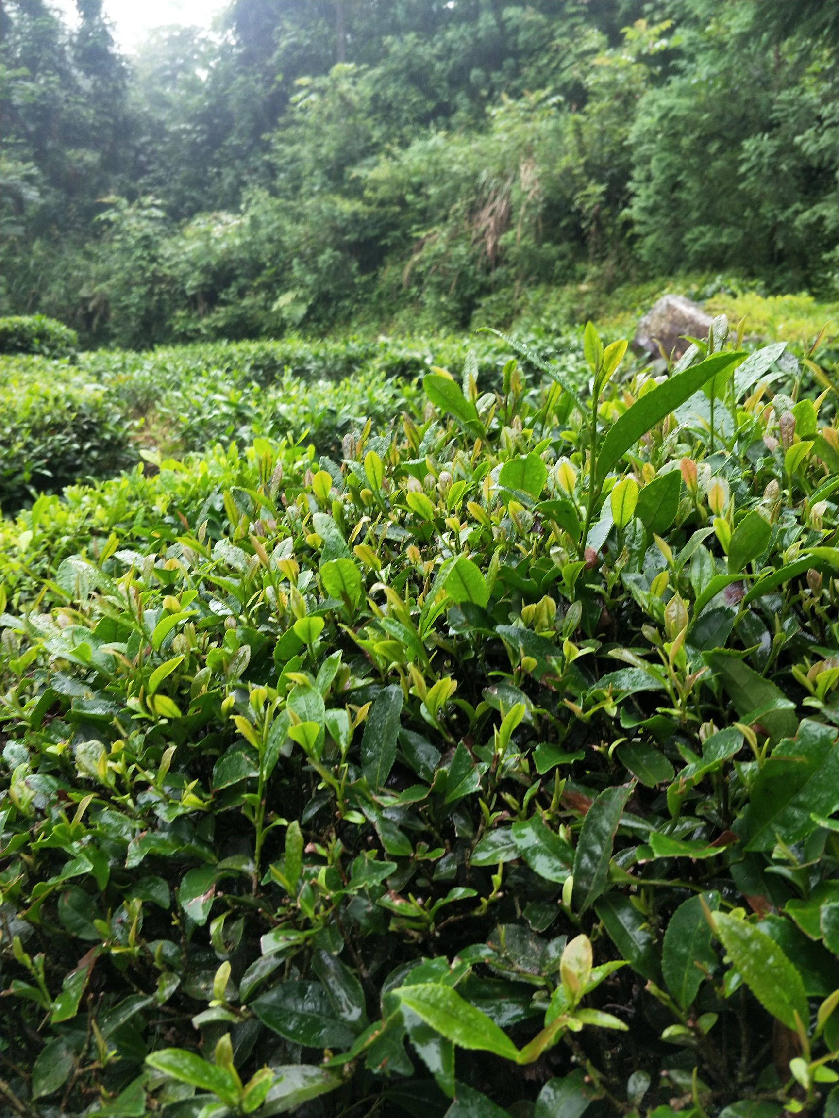 滴水香绿茶 龙井茶