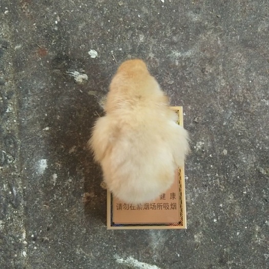 玉林三黄鸡苗 三黄鸡公苗孵化基地直销，质量有保障，有苗，客
