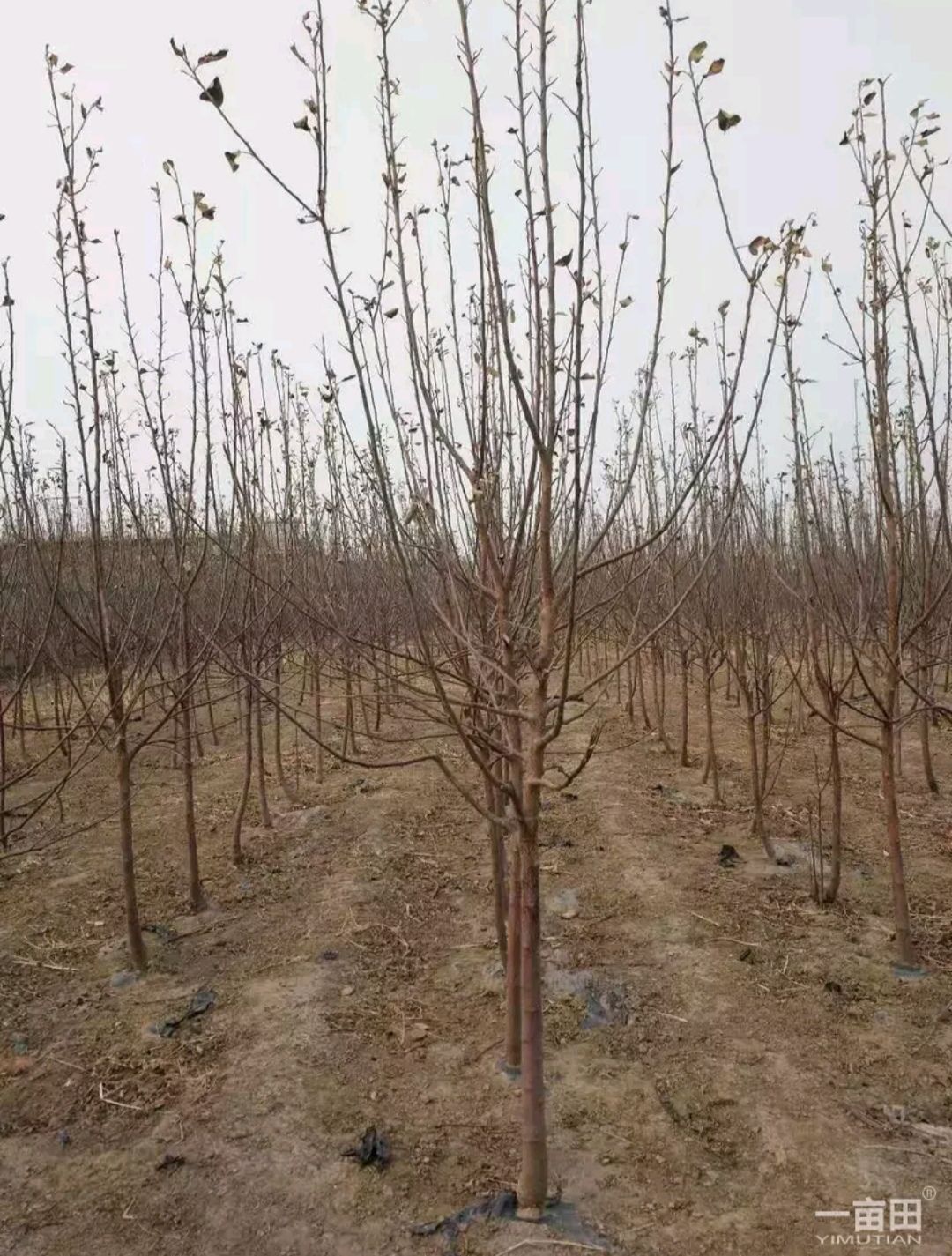 红富士苹果苗 苹果树。