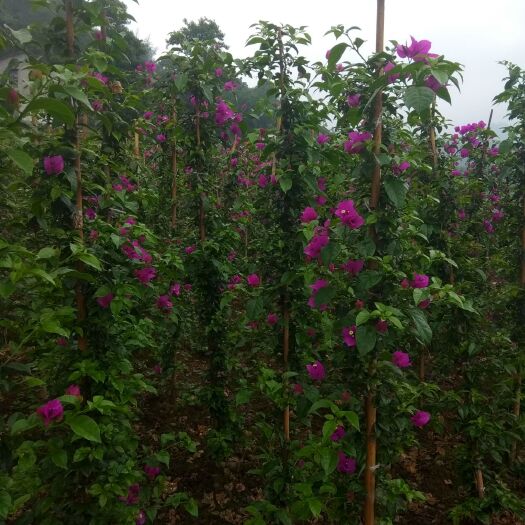 宜宾紫花三角梅 美植袋2米紫花柱子.成活率高，缓 苗
时间短。