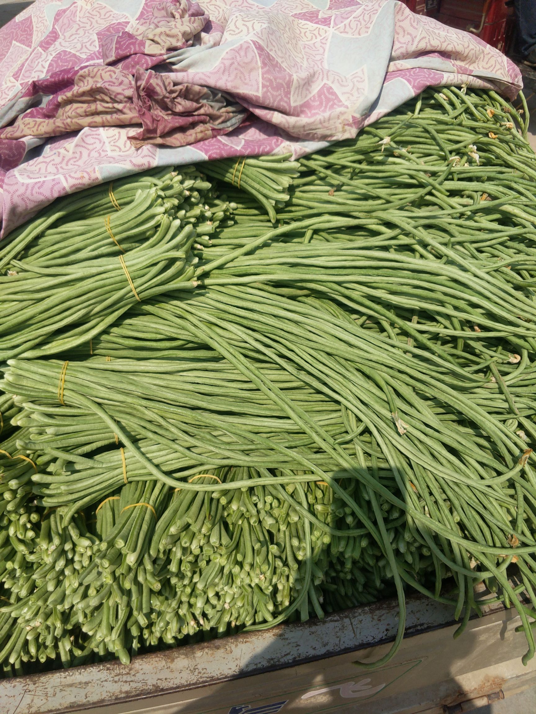 青龙剑豆角 70cm以上